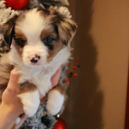 Dasher - Blue merle male Toy Australian Shepherd puppy in Albia, Iowa from J Bar M Toy and Mini Aussies