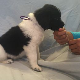 American Eskimo Dog, Newfoundland, and Siberian Husky Puppies from Blossom Trail Kennel
