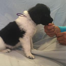 American Eskimo Dog, Newfoundland, and Siberian Husky Puppies from Blossom Trail Kennel