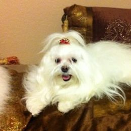 Maltese from Maltese Mommie Maltese