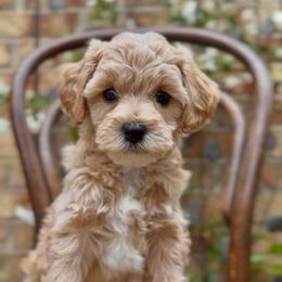 Story - Apricot female Cavapoo puppy in Arlington, Texas from Van Haselen Poodles and Doodles