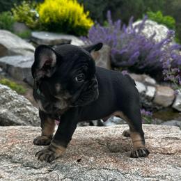 Douggie from ofa'd parents - Black and tan male French Bulldog puppy in Billings, Montana from Montana Made Frenchies