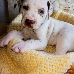 Dalmatian and Poodle Puppies from Reeves Family Standards
