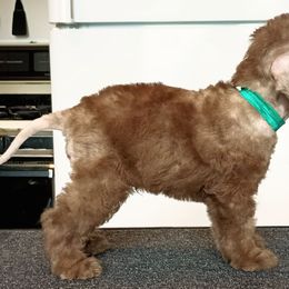 Boy 1 - Liver Bedlington Terrier puppy in Staten Island, New York from Arkada Sirene Kennel
