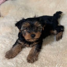 Ethan - Black and tan male Yorkshire Terrier puppy in Squaw Valley, California from My “T”ruly fine Yorkies