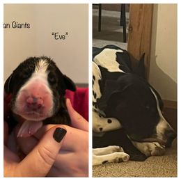 Girl 1 - Great Dane puppy in Lawrenceburg, Indiana from Jordan Giants