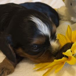 Cavalier King Charles Spaniel Puppies from Hidden Creek Cavaliers