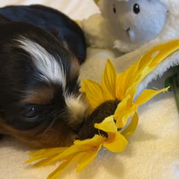 Cavalier King Charles Spaniel Puppies from Hidden Creek Cavaliers
