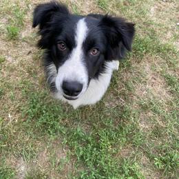 Kelly - Black Australian Shepherd puppy in Honey Grove, Texas from Fox Creek