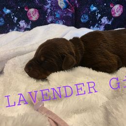 Lavender - Red and rust female Doberman Pinscher puppy in Knox, Indiana from Double River Dobermans