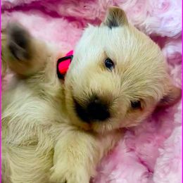 Scottish Terrier Puppies from Shinnecock Scottish Terriers