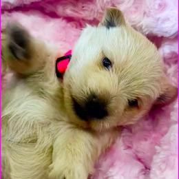 Scottish Terrier Puppies from Shinnecock Scottish Terriers