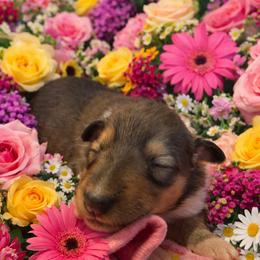 Mallory - Sable and white female Collie puppy in Carencro, Louisiana from Cajun Bayou's Collies LLC