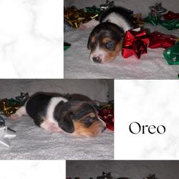 Oreo - Black and tan male Dachshund puppy in Saint Paul, Minnesota from Vibrant Eyes Doxies