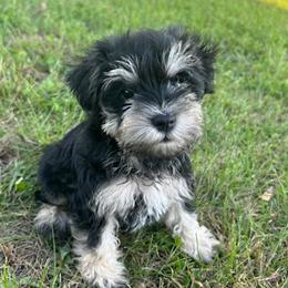 Yellow Collar - Girl - Black and silver female Miniature Schnauzer puppy in Ankeny, Iowa from Maple’s Cockapoo's and Libby's Schnauzer Puppies