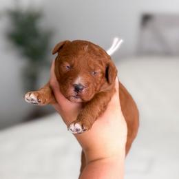 Hazel - Red  female Goldendoodle puppy in Southeast Arcadia, Florida from Desoto Doodles