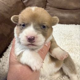 Girl 1 - Red female Pembroke Welsh Corgi puppy in Clifton, Texas from K&N Corgis