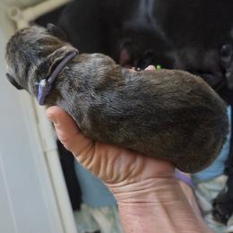Boy 12 - Black male Great Dane puppy in Hickman, Kentucky from Tidal Wave Danes