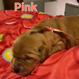 Pink - Golden female Golden Retriever puppy in Taylor Ridge, Illinois from Salata Goldens