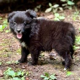 Miracle - Black & white female Miniature Australian Shepherd puppy in Patterson, North Carolina from DreamLine Aussies