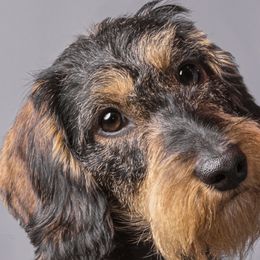 Einstein - Dachshund