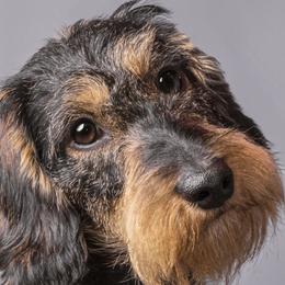 Einstein - Dachshund