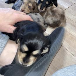 Dachshund Puppies from Renee's Dachshund's