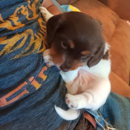 Dachshund Puppies from Lauren's Dachshunds