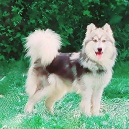 Jesa - Siberian Husky