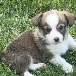 Collies and Pembroke Welsh Corgis from Dunnideer Farm
