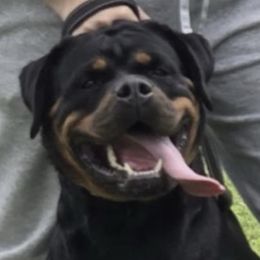 Rottweiler puppies from World Class Rottweilers And French bulldogs