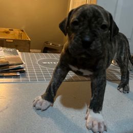 Garra Blanca - Silver male Perro de Presa Canario puppy in Lenexa, Kansas from Medianoche GatoPerros