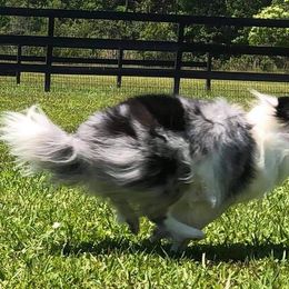 Shetland Sheepdogs from Cheryl's Shelties