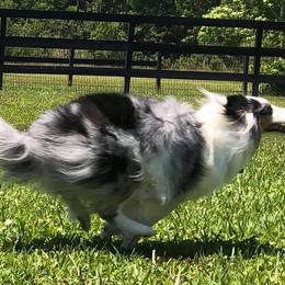 Shetland Sheepdogs from Cheryl's Shelties