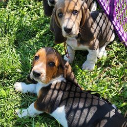 Basset Hounds from Hounds of Salemridge