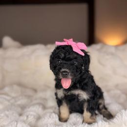 Ivy - Tri-color female Bernedoodle puppy in Sweetwater, Florida from Sandy Snout Doodles