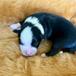 Blossom - Black tri male Miniature Australian Shepherd puppy in Nashville, Tennessee from Little B’s Aussies