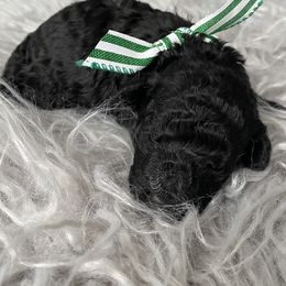 Poodle Puppies from Curly Top Poodles