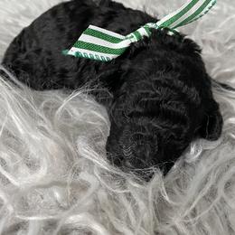 Poodle Puppies from Curly Top Poodles