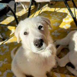 German Shepherd Puppies from Army Vet-German Shepherds