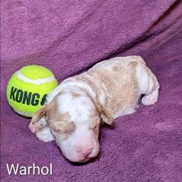 Warhol - Red and white male Cockapoo puppy in Sunset, Louisiana from Cano Cockapoos