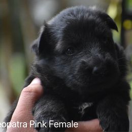 Pink girl - Sable female German Shepherd puppy in Anniston, Alabama from Cottonwood Kennel
