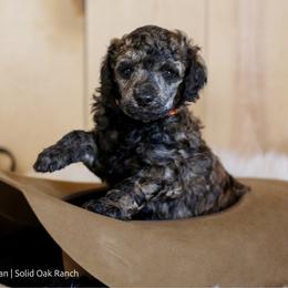 Hazer - Brindle male Poodle puppy in Arlington, Ohio from Solid Oak Ranch