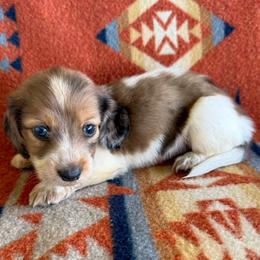 Boy 3- ONE BLUE EYE - Dapple male Dachshund puppy in Okeechobee, Florida from HotShot Kennels