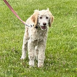 Lime Collar - Golden male Double Doodle puppy in Smiths Creek, Michigan from Dailers Doodles LLC