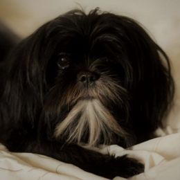 Shih Tzus from Paragon Petz