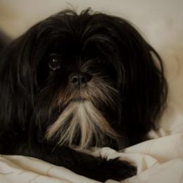 Shih Tzus from Paragon Petz