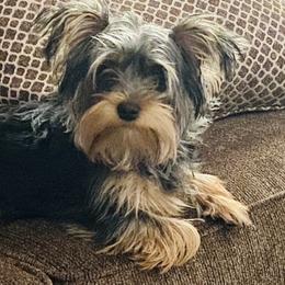 Milly - Yorkshire Terrier