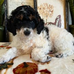 Cider - Parti male Poodle puppy in Nixa, Missouri from Foxtrot Farm Poodles