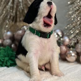 English Springer Spaniel Puppies from Cedarhaven Springer Spaniels